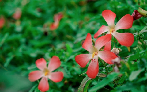 ĐIỀU GÌ XẢY RA NẾU GÀ, HEO, CÁ ĂN DƯỢC LIỆU VÀNG - SÂM BÁO?